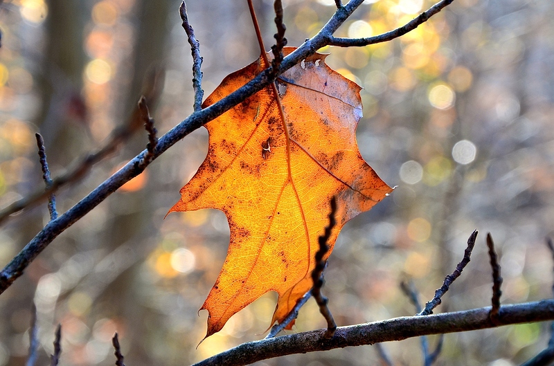 BAF88181-914E-4F66-A496-55E894923FE5