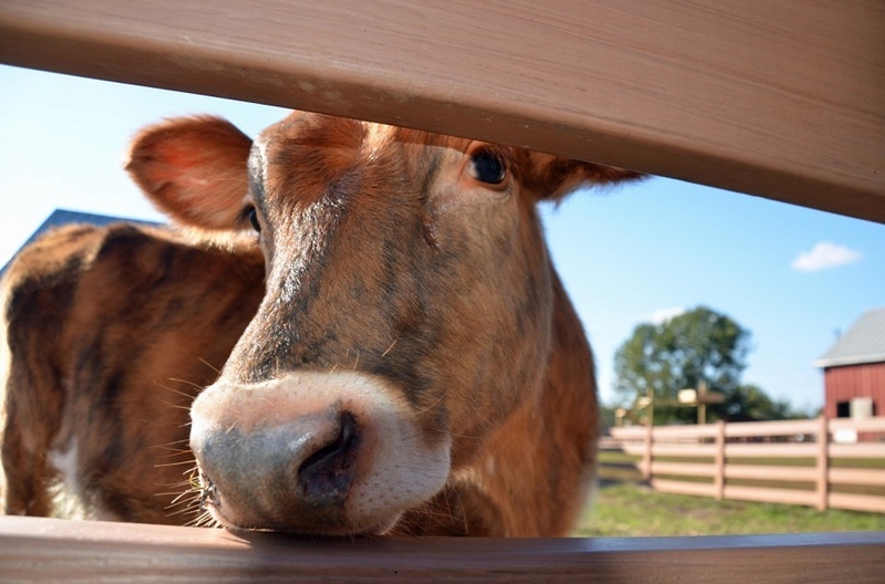 Lopa qe ben qumesht cokollate