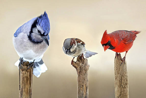 canadian-birds-alexander-sviridov